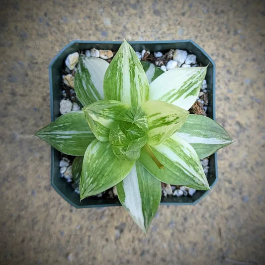 Haworthia Cymbiformis Variegated