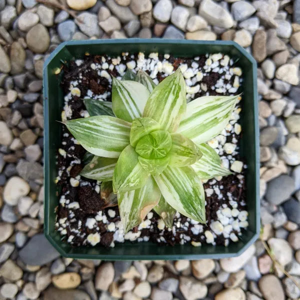 Haworthia Cymbiformis Variegated