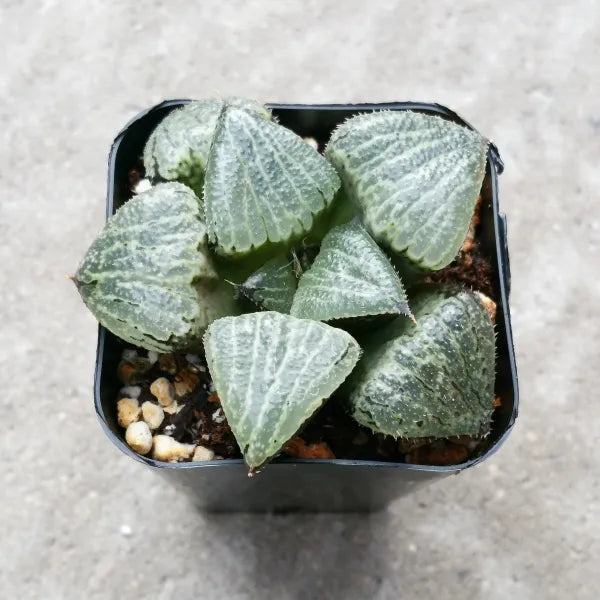Haworthia Emelyae Picta