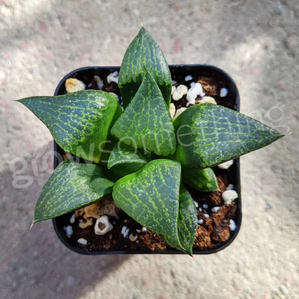 Haworthia Emelyae var. Comptoniana