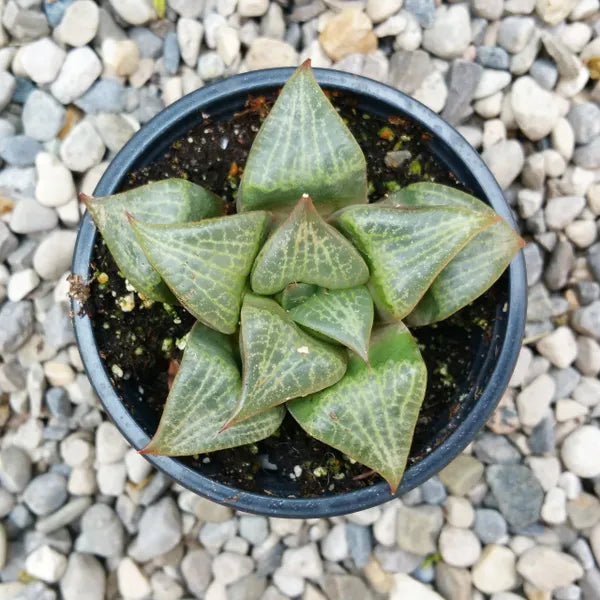 Haworthia Emelyae var. Comptoniana