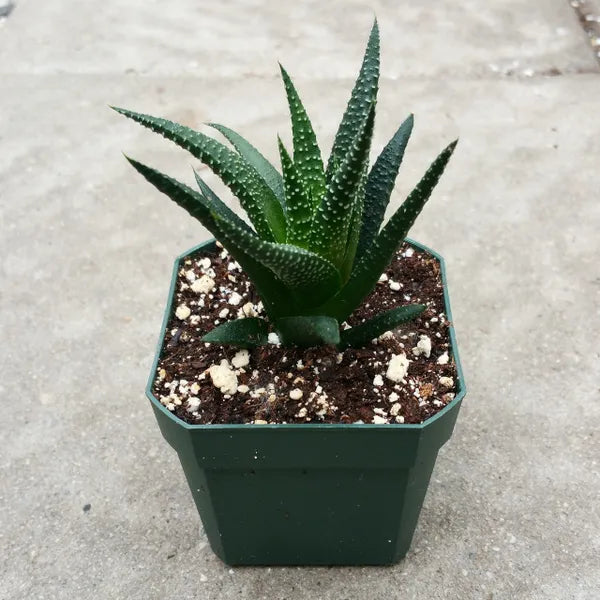 Haworthia Fasciata