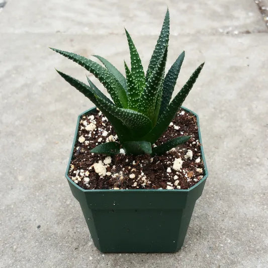 Haworthia Fasciata
