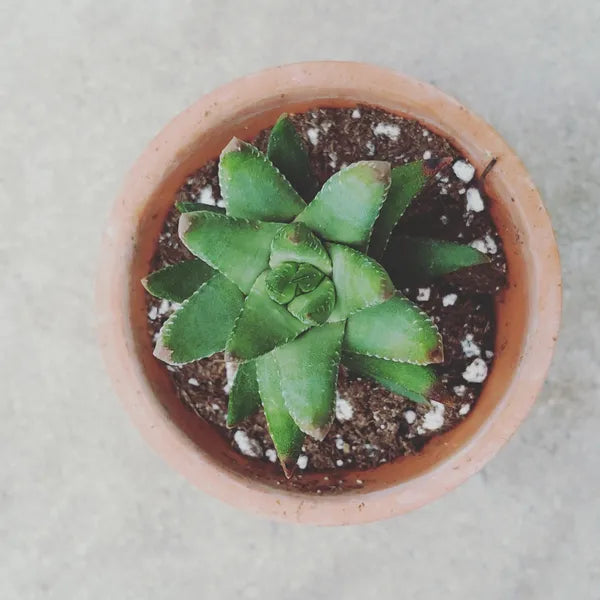 Haworthia Glauca