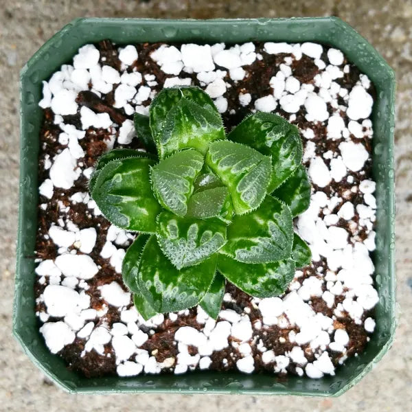 Haworthia 'Mantellii'