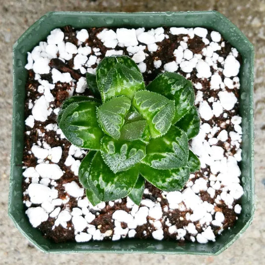 Haworthia 'Mantellii'
