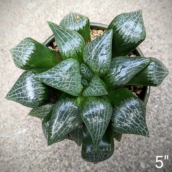 A close-up of Haworthia Hybrid ‘Tsukikage’ (Moon Shadow) in a 5-inch pot, showcasing intricate patterns on its translucent leaves.