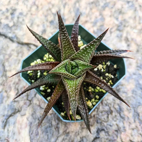 Haworthia Limifolia