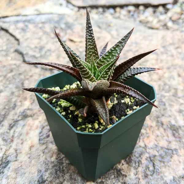 Haworthia Limifolia