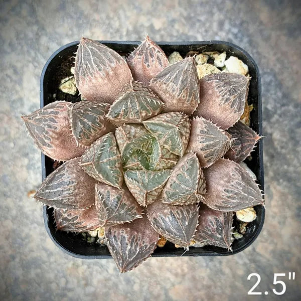 Haworthia Mirror Ball