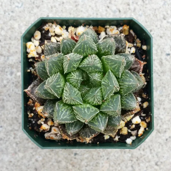 Haworthia Mirror Ball