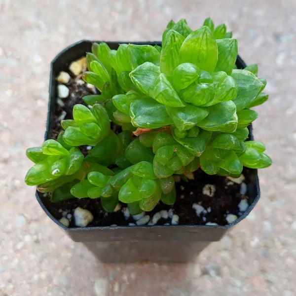 Haworthia Cymbiformis var. Obtusa