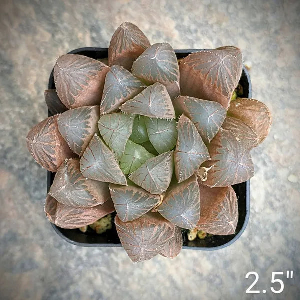 Haworthia Pilifera Purple