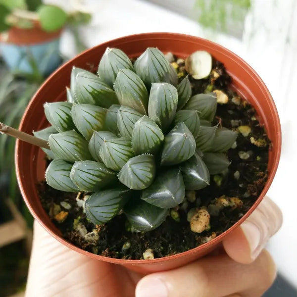 Haworthia Pilifera Purple