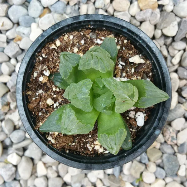 Haworthia “Ice City” Mutant succulent with frosty blue-grey semi-translucent leaf tips in a compact rosette.