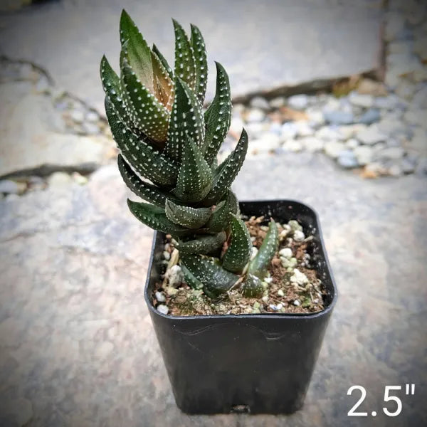 Haworthia Reinwardtii