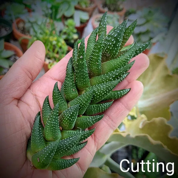 Haworthia Reinwardtii