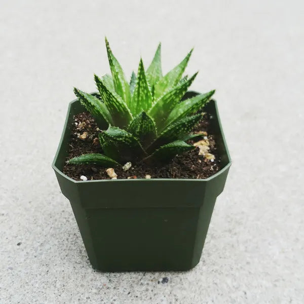 Haworthia Reticulata