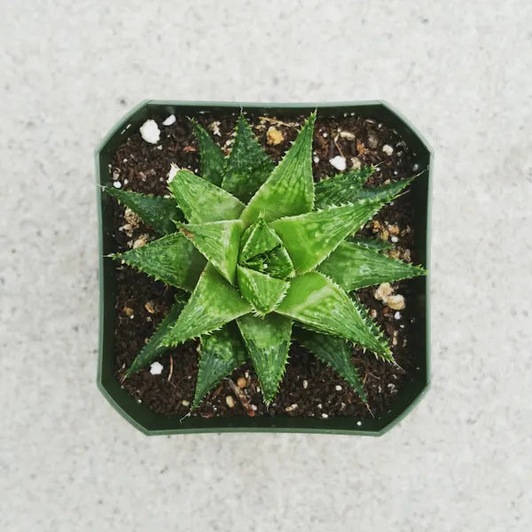 Haworthia Reticulata