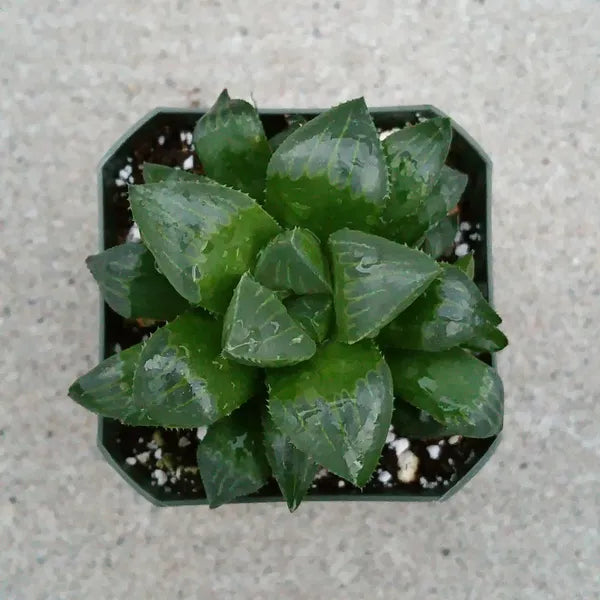 Haworthia Retusa