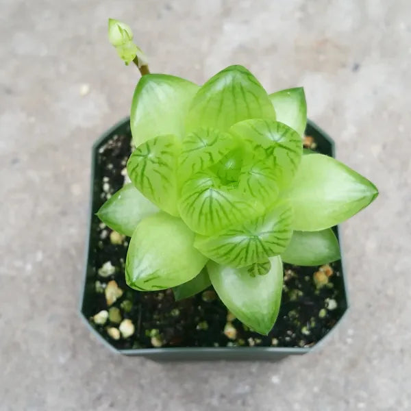 Haworthia Species 01