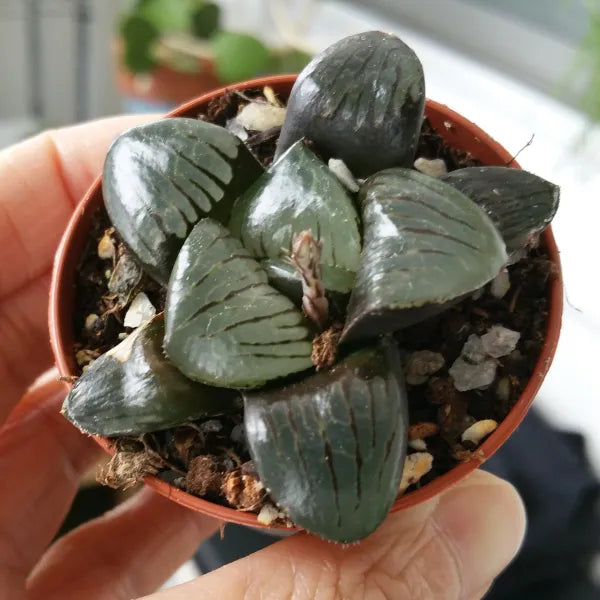 Haworthia Springbokvlakensis 'Crystal Ball'