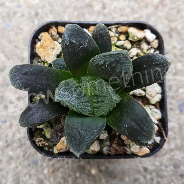Haworthia Truncata Species 02