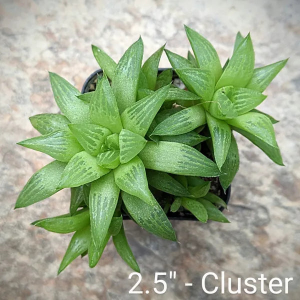 Haworthia Turgida