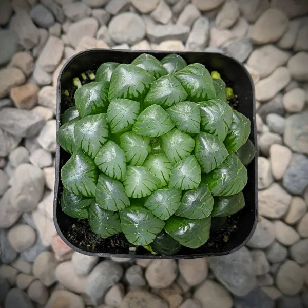 Haworthia Var. Obtusa