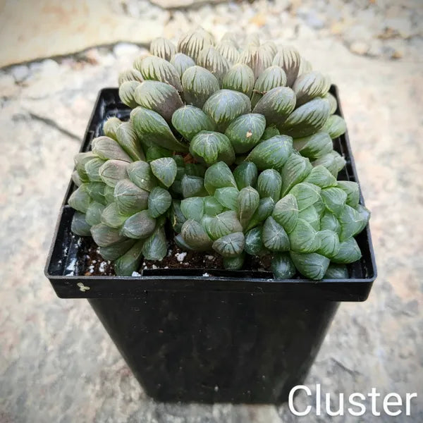 Haworthia Var. Obtusa