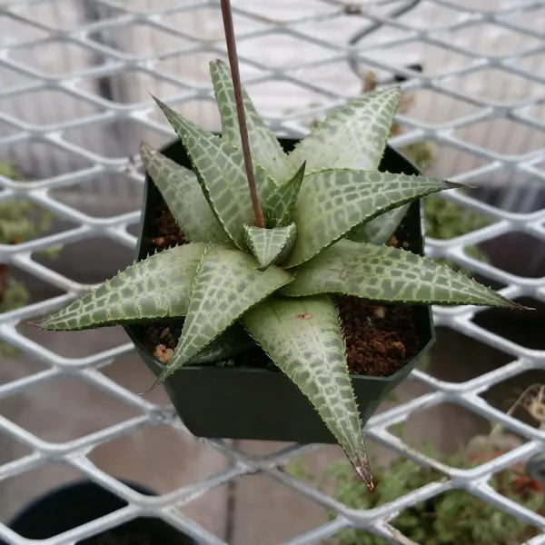 venosa succulent Haworthia Venosa subsp. Tessellata – Patterned Succulent Plant – Grow Something