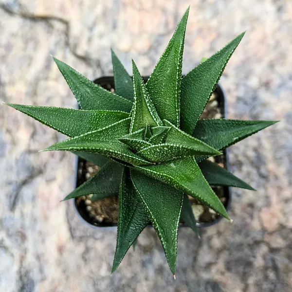 Haworthia Viscosa