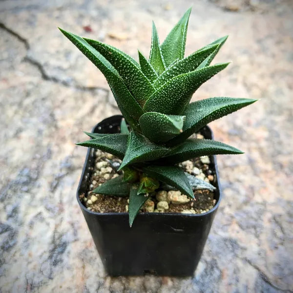Haworthia Viscosa