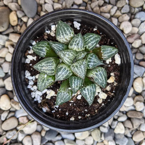 Haworthia Yuki Keshiki