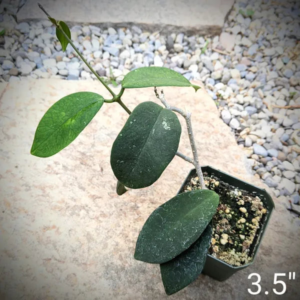 Hoya Species