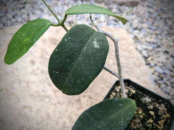 Hoya Species
