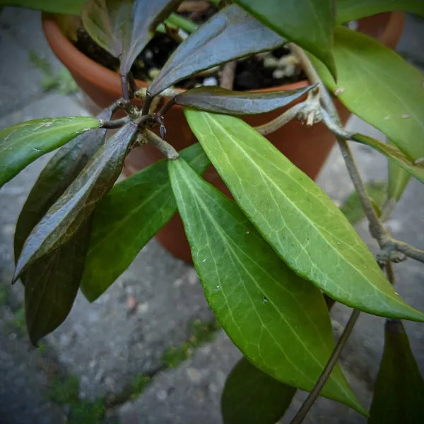 Hoya Camphoriflolia
