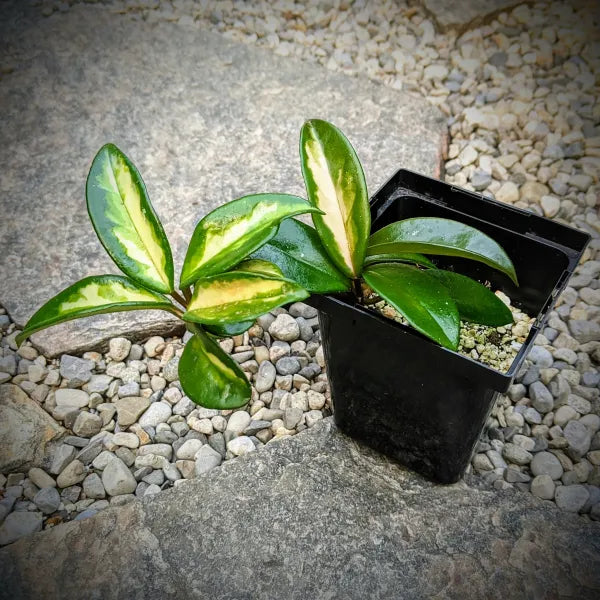 Hoya Carnosa Krimson Princess