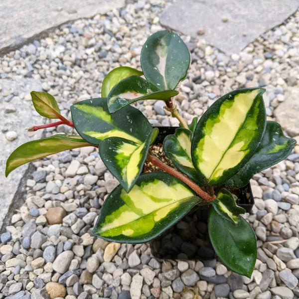 Hoya Carnosa Krimson Princess