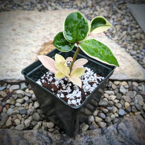 Hoya Carnosa Krimson Queen