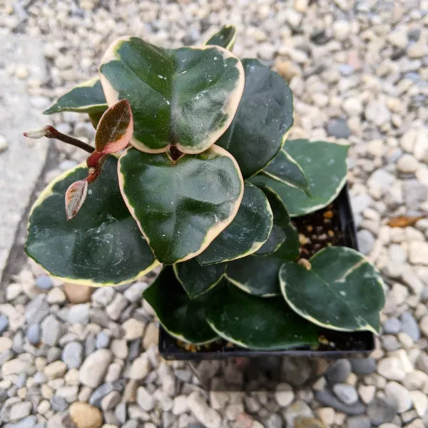 Hoya Carnosa Krimson Queen