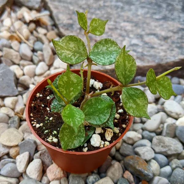 Hoya Curtisii
