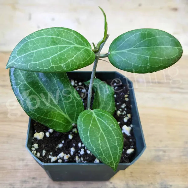 Hoya Fitchii