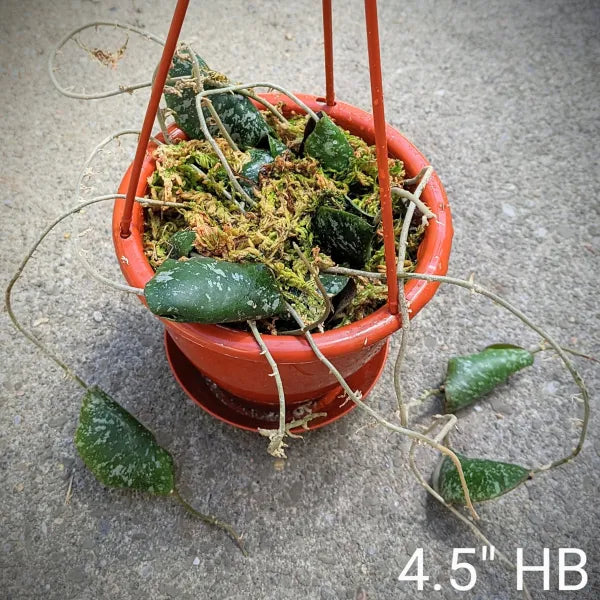 Hoya Imbricata