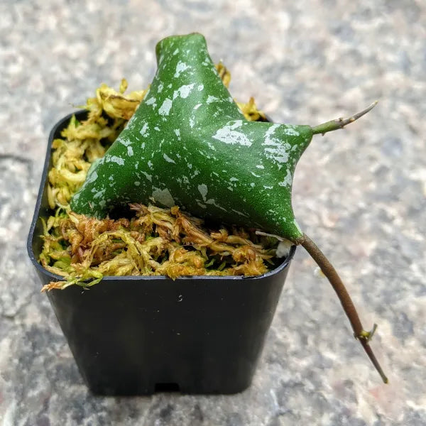 Hoya Imbricata
