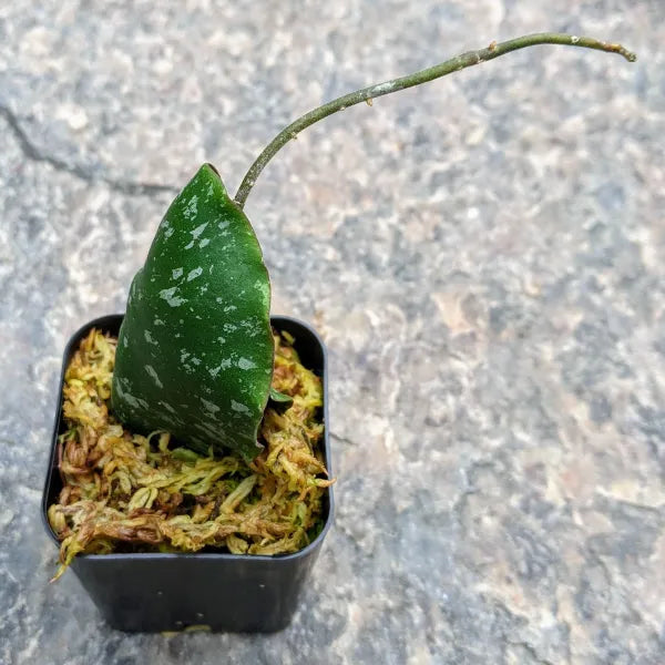 Hoya Imbricata