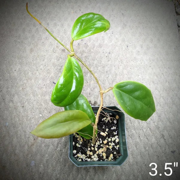 Hoya Incrassata