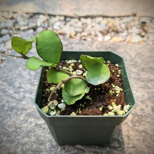 Hoya Kanyakumariana