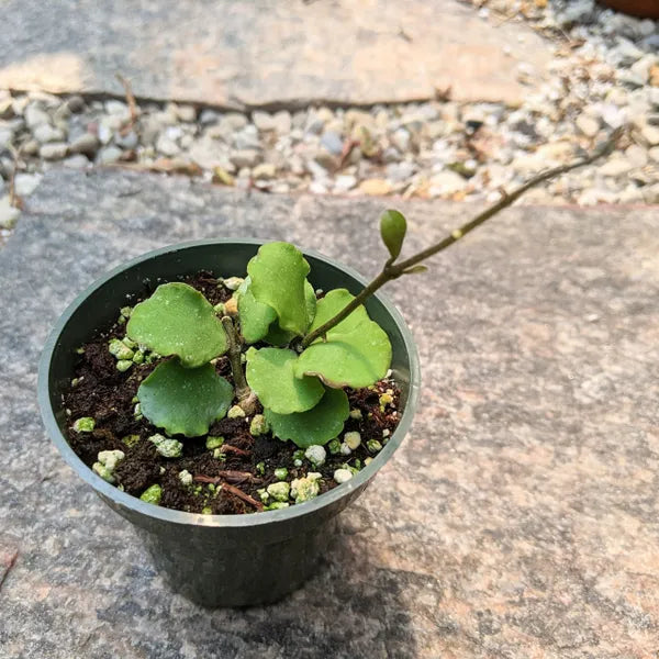 Hoya Kanyakumariana