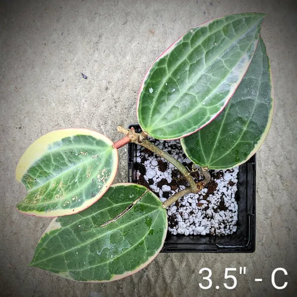 Hoya Macrophylla
